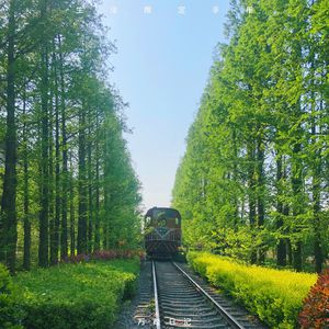 princealbert穿孔环
